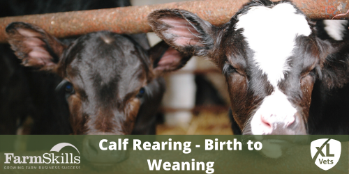 Calf Rearing - Birth to Weaning