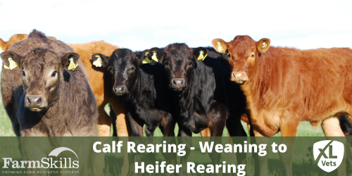 Calf Rearing - Weaning to Heifer Rearing