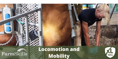Mobility and Locomotion 