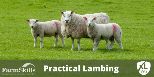 Practical Lambing