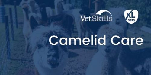 Camelid Care